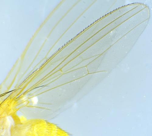 Chyromya sp.